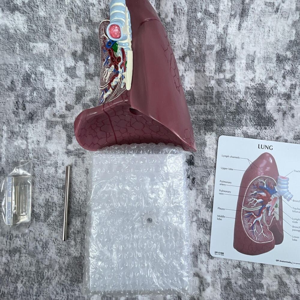 Vtg GPI Anatomical Lung Model โ 3D Cross-Section Teaching Model w/ Stand & Chart